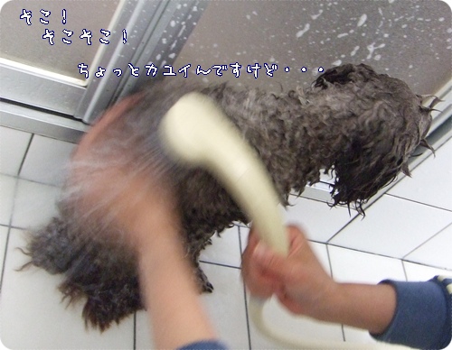 �椺