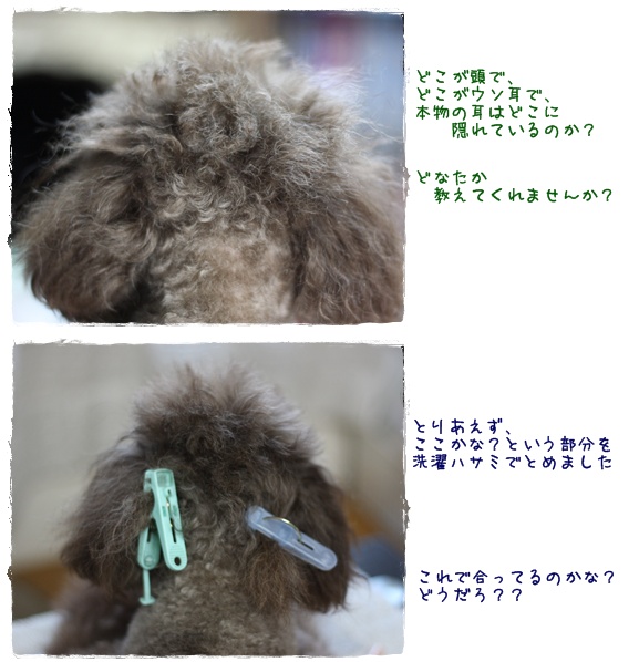 トイプードル ゆず