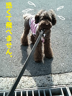 飛べない