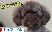 トイプードル村