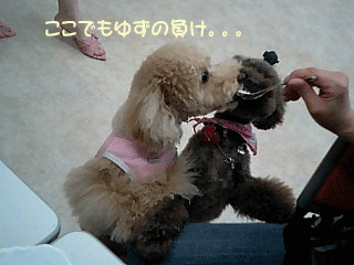 ここでも