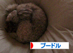 プードル村