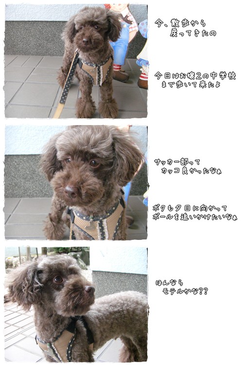 トイプードル