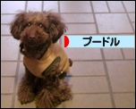 プードル村