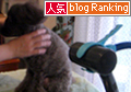 人気ランキング