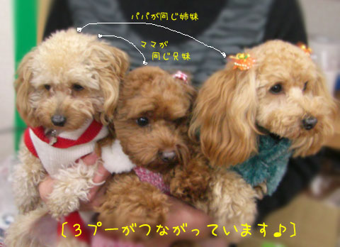 3プー