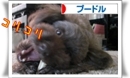プードル村