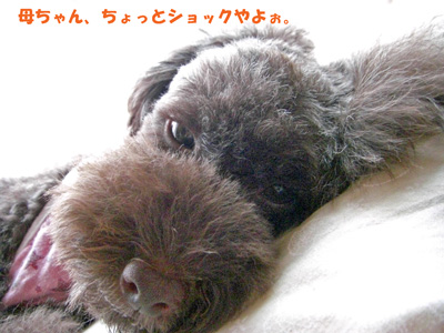 ショック