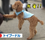 �ȥ��סݥɥ�¼