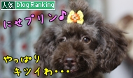 犬ブログランキング
