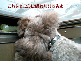 隠れてる