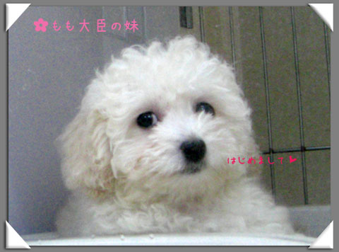妹