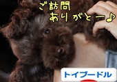 トイプードル村
