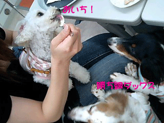おいち
