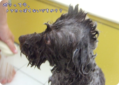 �椺