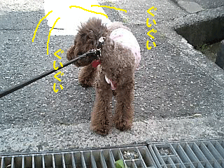 ぐい