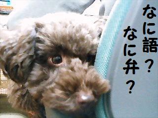 �ʤ˸졩