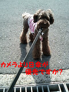 日傘