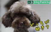 犬ブログランキング