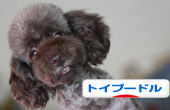 トイプードル村