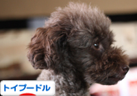 トイプードル村