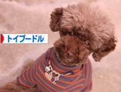 トイプードル村