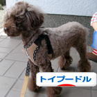 ポチしてね♪