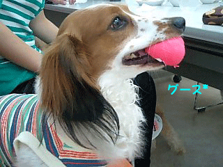 グース