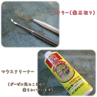 歯