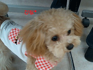ひな