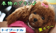トイプードル村