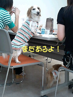 まだあるよ