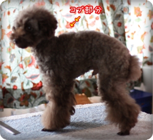トイプードル ゆず ハート