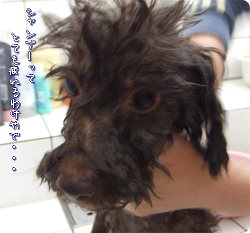�椺