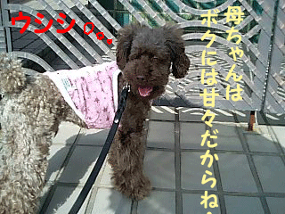 ウシシ