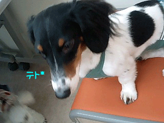 テト