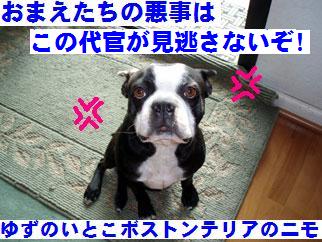 �˥��崱