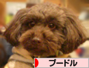 ゆず