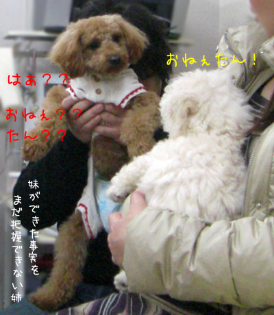 姉妹