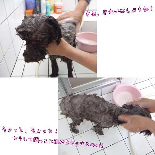 ゆず