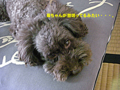 怒鳴ってる