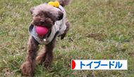 �ȥ��ס��ɥ�¼