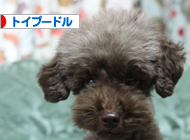 トイプードル村