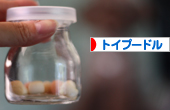 トイプードル村