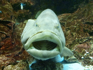 6ea82259.jpg