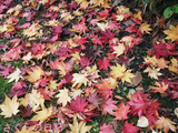 BlogPaint