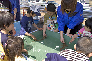 鮫にタッチ