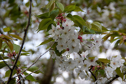20180402jten_hatsumi