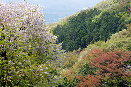 20150424tak_sakura