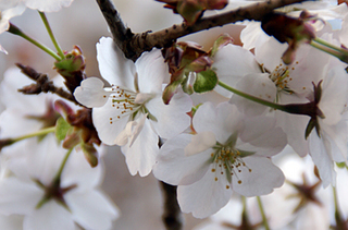 初重桜